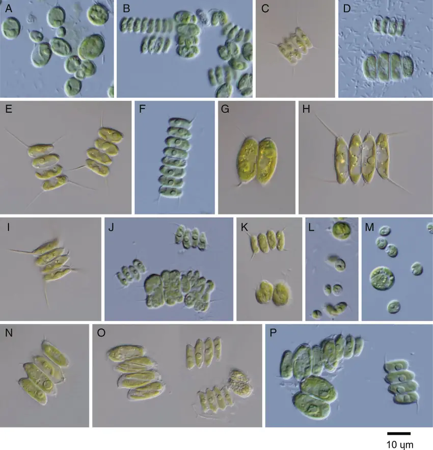 Light-microscope-images-of-algal-strains-identified-as-Desmodesmus-species-from-a-private.png