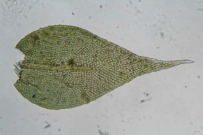 Lindbergia-brachyptera-a-leaf-700x466.jpg