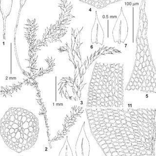 Lindbergia-sinensis-Muell-Hal-Broth-from-Primorsky-Territory-Lazo-Distr-Kamenka_Q320.jpg