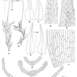 Line-drawings-of-gametophyte-and-sporophyte-of-Protoaongstroemia-sachalinensis-from_Q320.jpg