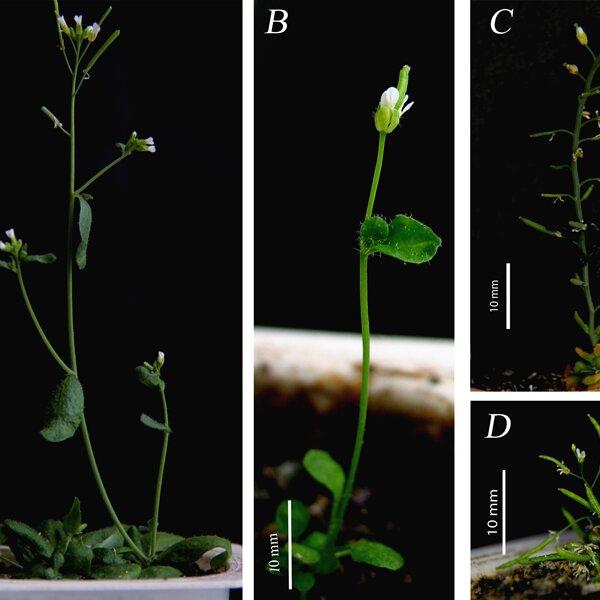 Lines-of-Arabidopsis-thaliana-L-Henh-A-B-variability-of-phenotype-in-Landsberg_Q640.jpg