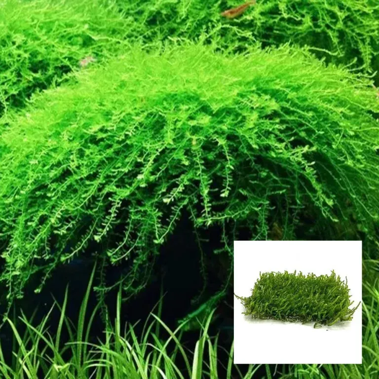 Live-Plant-Moss-Pilo-Moss-768x768.jpg