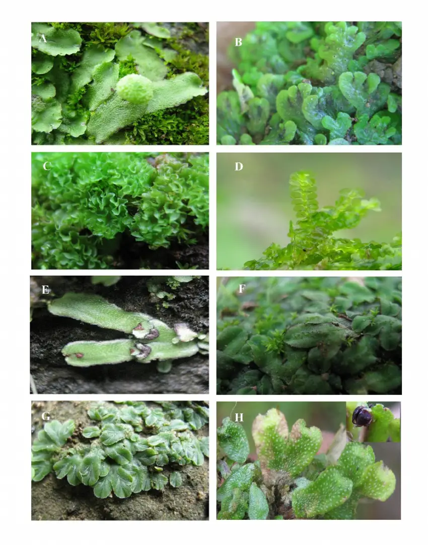 Liverwort-species-found-in-Gujarat-A-Asterella-angusta-Steph-Kachroo-B-Cyathodium.png