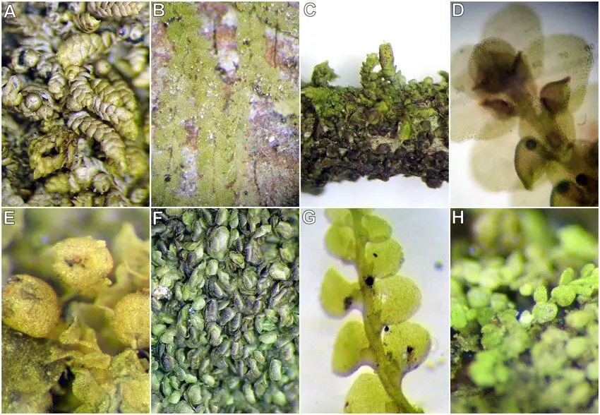 Liverworts-associated-with-ramarama-Lophomyrtus-bullata-A-Cheilolejeunea-comittans.png