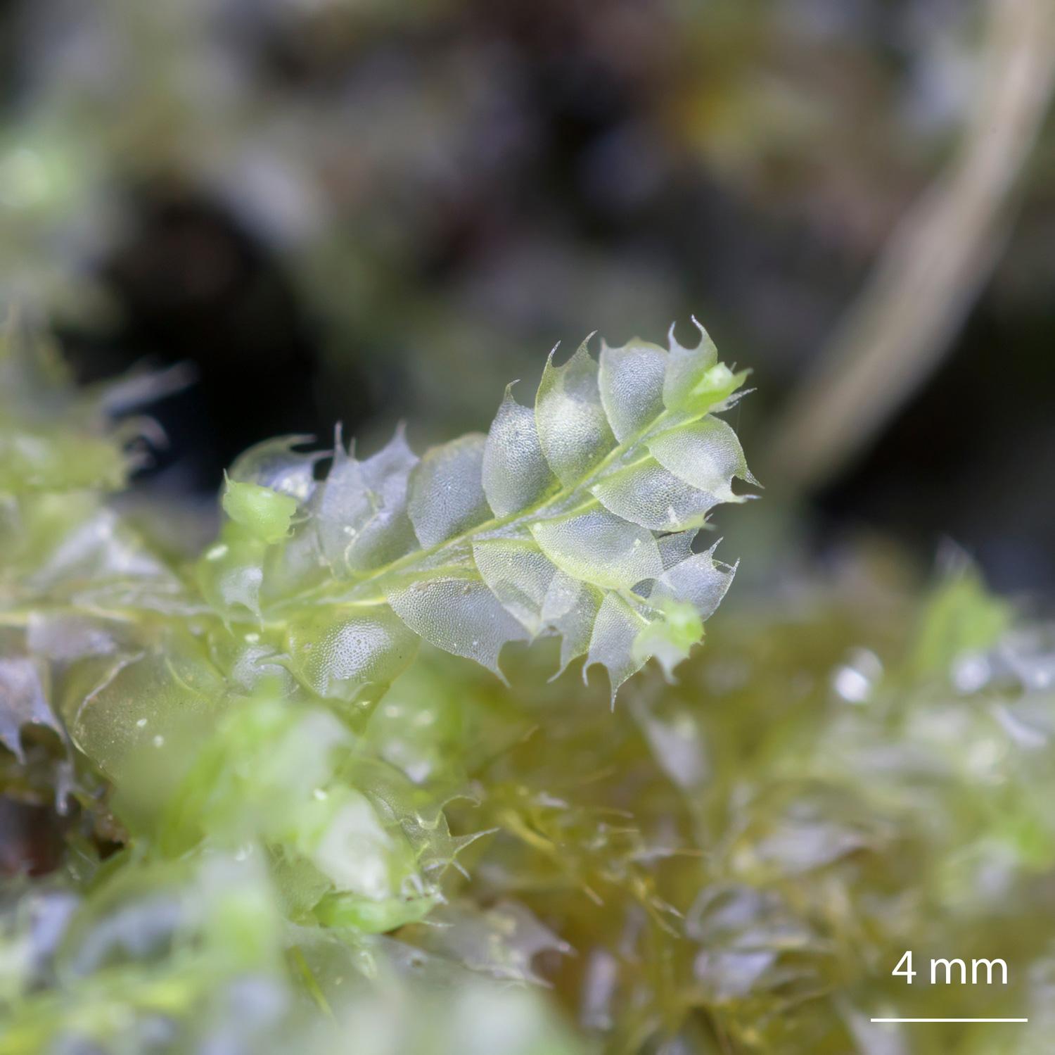 Lophocolea-bidentata-liverwort.jpg