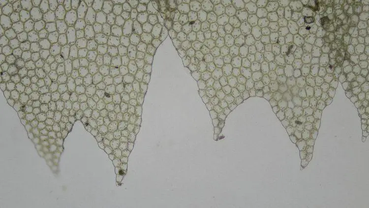 Lophocolea-heterophylla-2-750x423.jpg