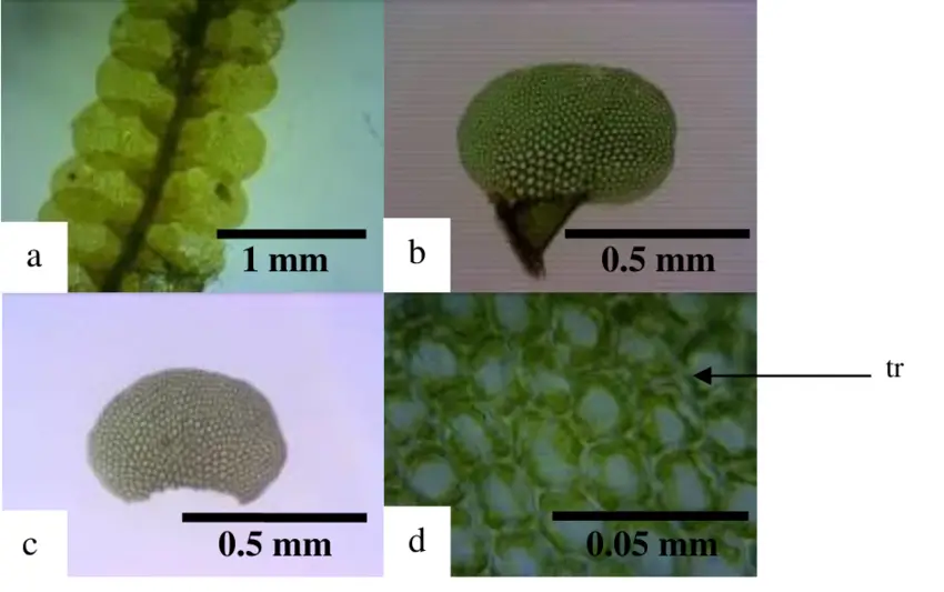 Lopholejeunea-borneensis-a-Habitus-410-b-Lateral-leaves-1010-c-Ventral-leaves.png