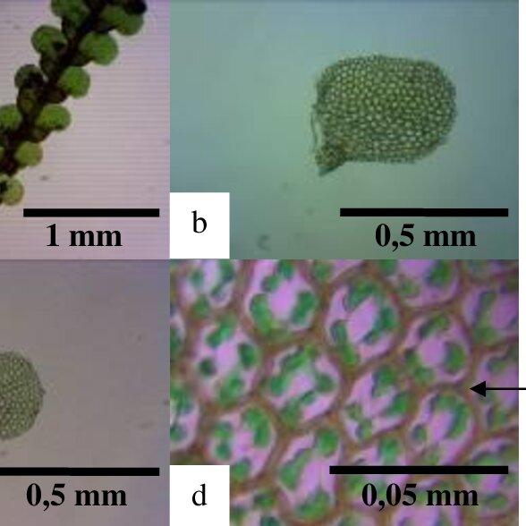 Lopholejeunea-horticola-a-Habitus-410-b-Lateral-leaves-1010-c-Ventral-leaves_Q640.jpg