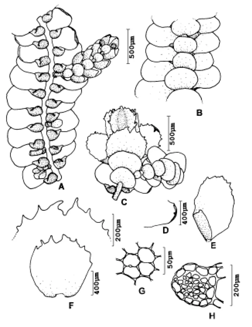 Lopholejeunea-quelchii-Steph-A-gametophyte-ventral-view-B-gametophyte-with.png
