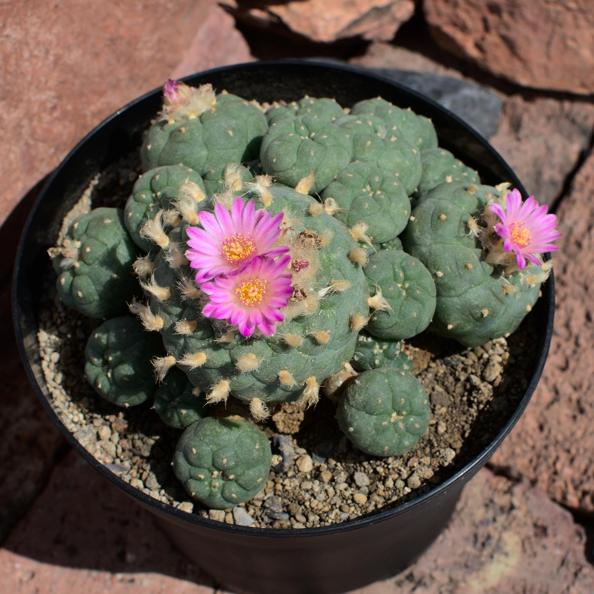 Lophophora_jourdaniana_0720_0004.jpg