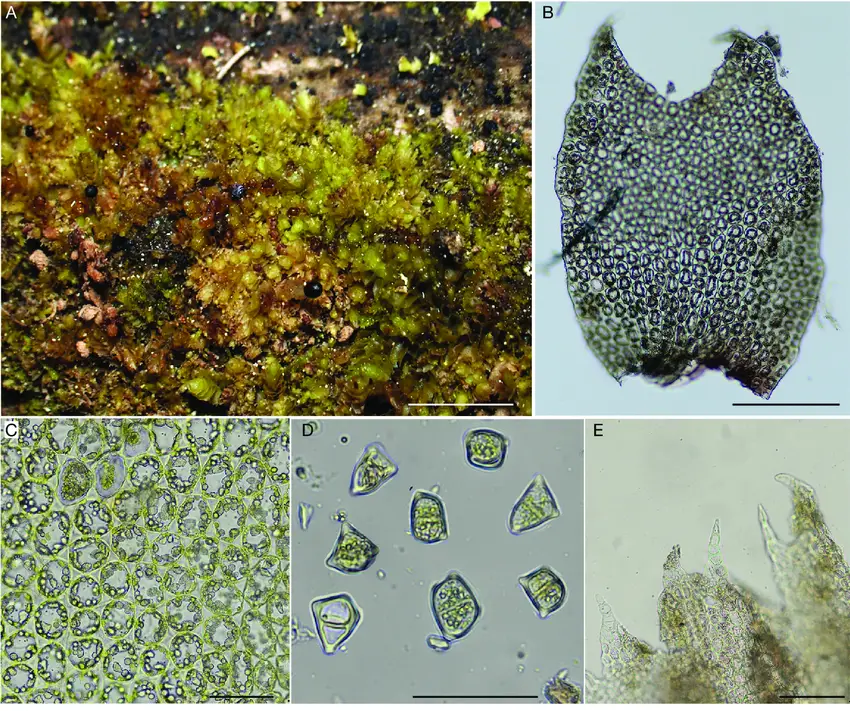 Lophozia-guttulata-A-habitus-B-leaf-C-Median-leaf-cells-and-oil-boides-D-Gemmae.png
