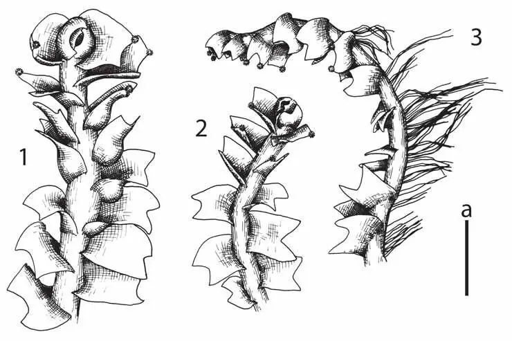 Lophozia-lantratoviae-Bakalin-1-male-branch-dorsal-view-2-sterile-branch-dorsal.png