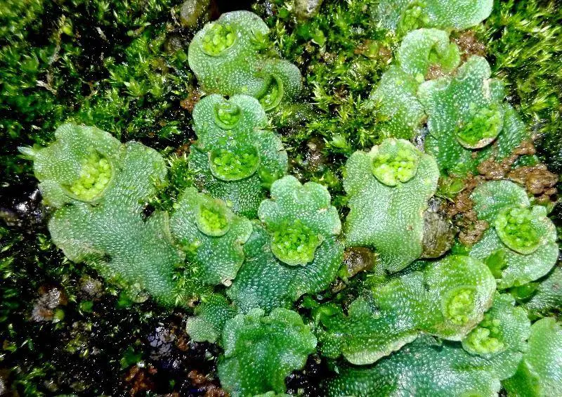 Lunularia-cruciata-(L.)-Lindb.-487606.jpg