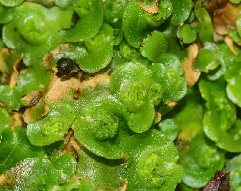 Lunularia-cruciata-(L.)-Lindb.-578101.jpg