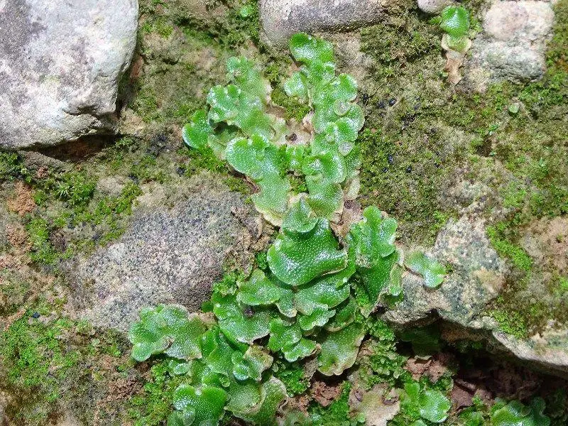 Lunularia-cruciata-(L.)-Lindb.-579793.jpg