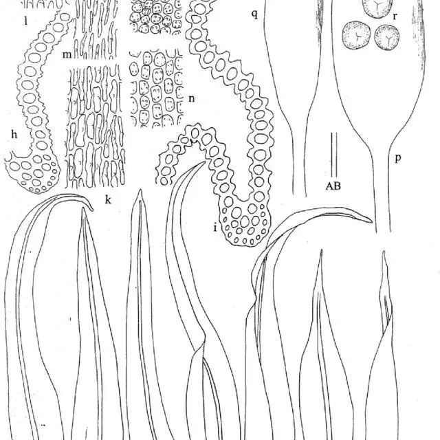 M-schmidii-Muell-a-e-Branch-leaves-f-g-Perichaetial-leaves-h-Transverse-section-of_Q640.jpg