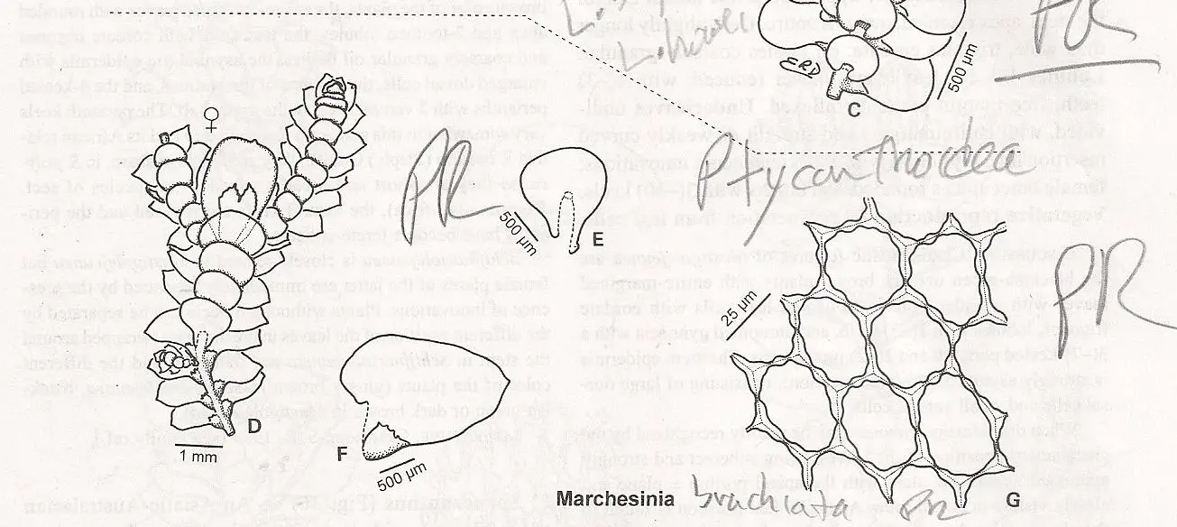 MARCHESINA%2Bbrachiata.jpg