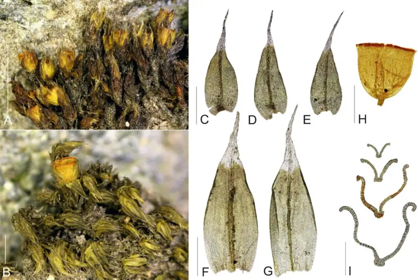 Macro-and-micro-photographs-of-Schistidium-flaccidum-A-B-view-on-fertile-plants-C-E.png