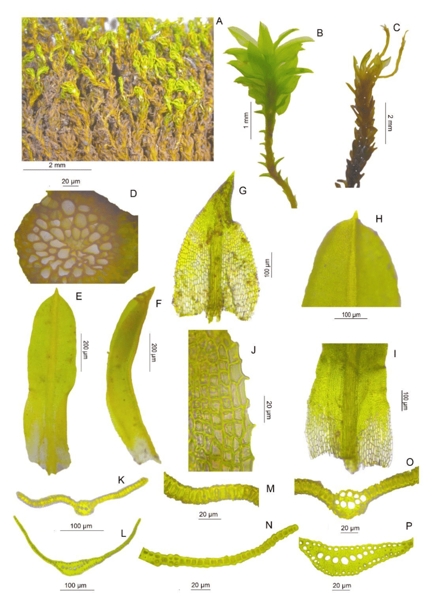 Macro-and-microphotographs-of-gametophyte-of-Trichostomum-littorale-A-plants-showing.png