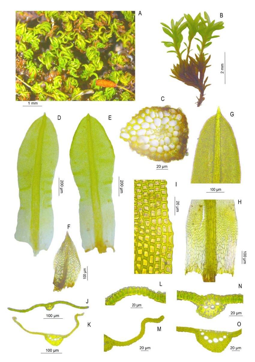 Macro-and-microphotographs-of-gametophyte-of-Trichostomum-meridionale-A-habit-of.jpg