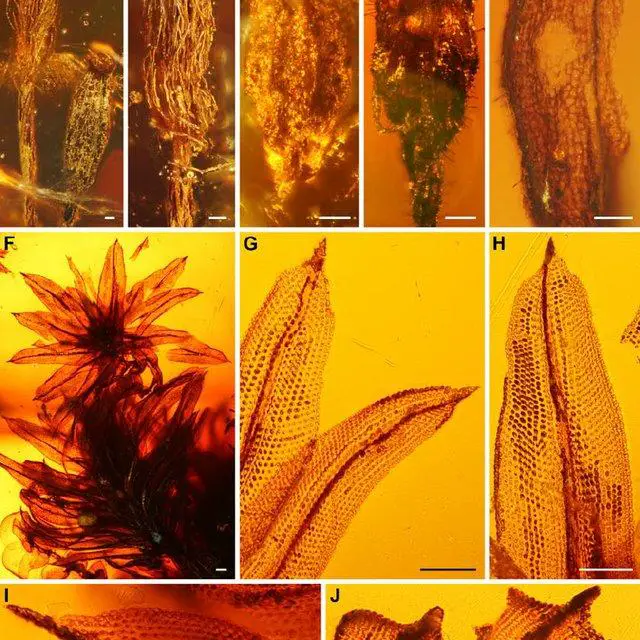 Macromitrium-richardii-Schwaegr-in-a-piece-of-Dominican-amber-AMNH-DR-14-235-A_Q640.jpg