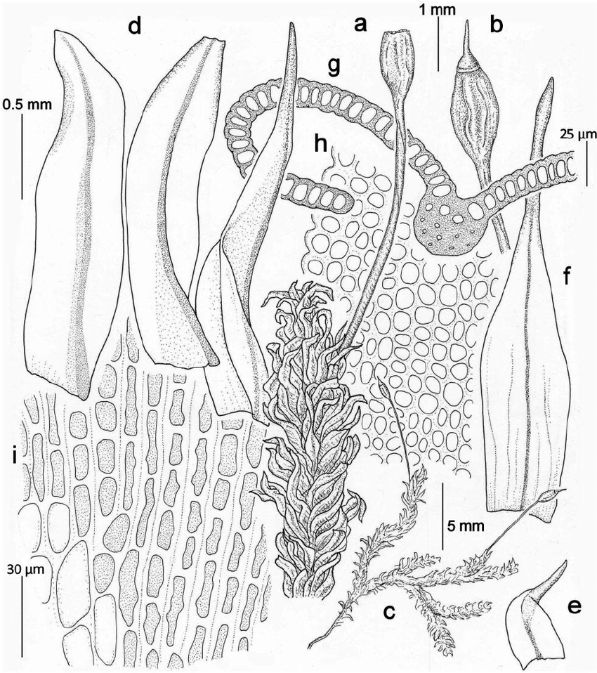 Macromitrium-soulae-Renauld-Cardot-a-c-habit-dry-b-capsule-d-branch-leaves.png