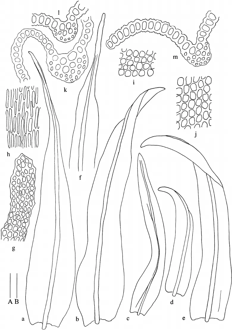 Macromitrium-syntrichophyllum-from-Koponen-et-al-49322-a-Perichaetial-leaf-b.png