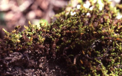 Macromitrium_prolong031018L.jpg