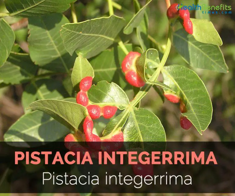 Main-image-of-pistachia-integerrima-768x639.jpg