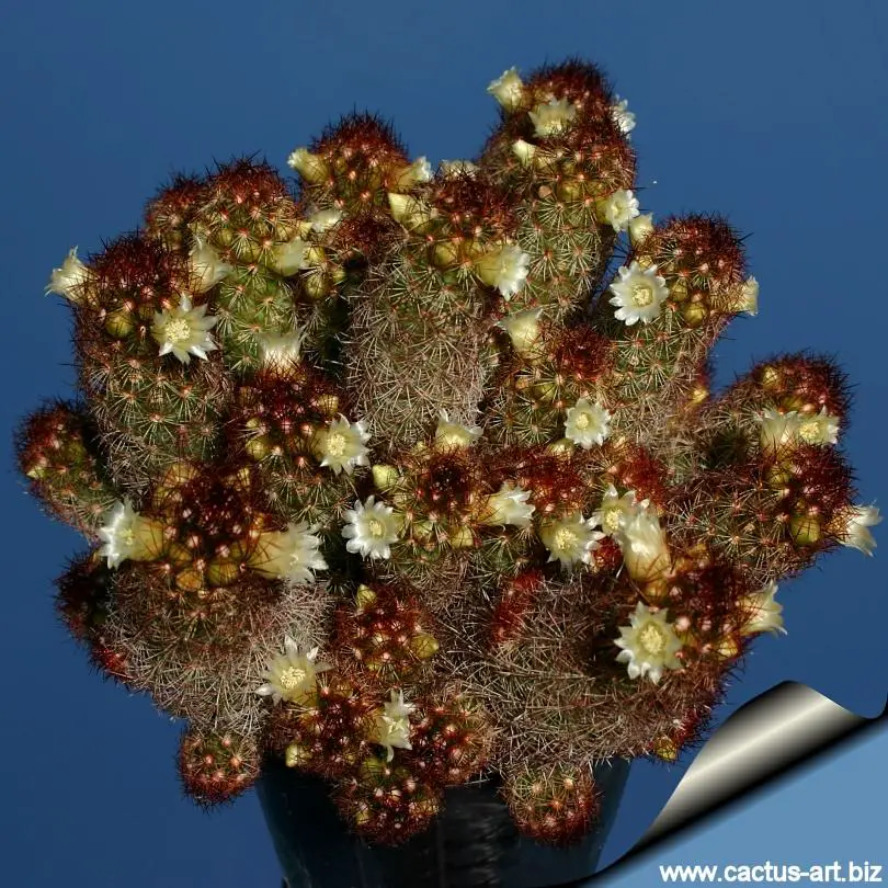 Mammillaria_elongata_copper_king_810.jpg
