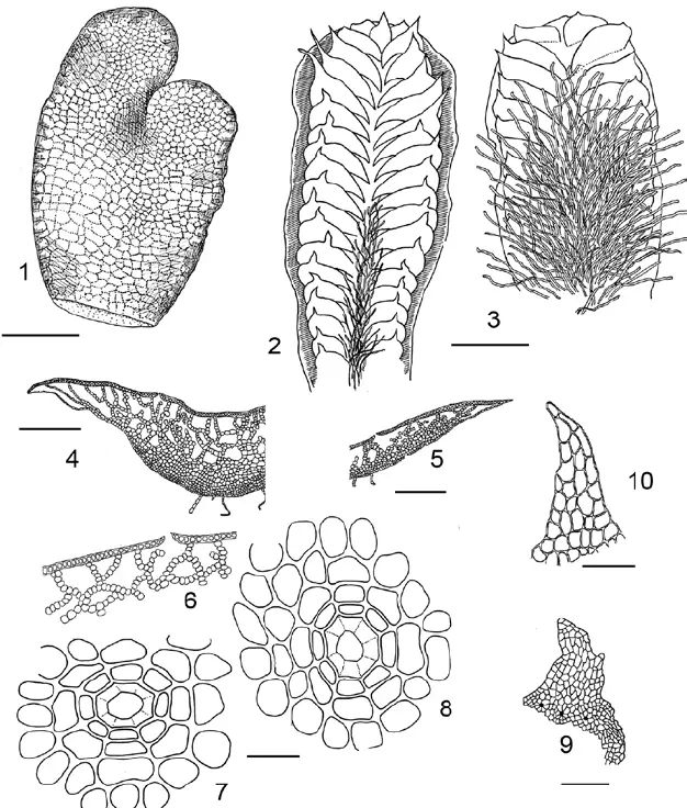 Mannia-levigata-Shimizu-S-Hatt-1-thallus-dorsal-view-2-3-thallus-ventral.png