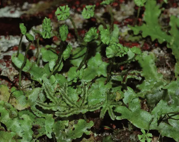 Marchantia-emarginata-subsp-lecordiana-with-antheridiophores-which-produce-sperm.png