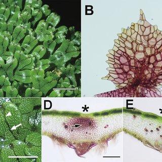 Marchantia-papillata-subsp-grossibarba-A-Thalli-B-Appendage-of-ventral-scales-C_Q320.jpg