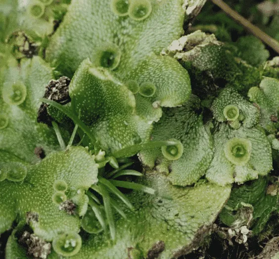 Marchantia-polimorpha.png