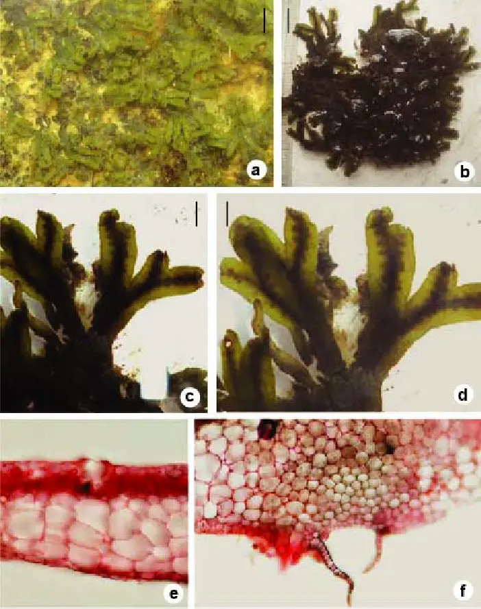 Marchantia-polymorpha-var-aquatica-a-Thalli-under-water-b-Masses-of-fronds-c.png