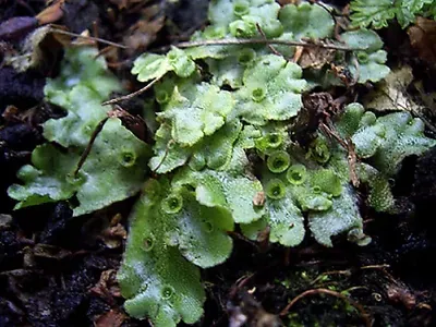 Marchantia-polymorpha.jpg