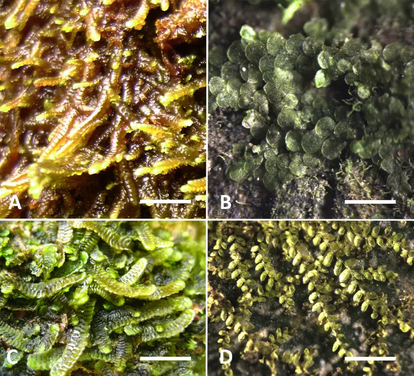 Marchantiophyta-Lejeuneaceae-A-Ceratolejeunea-cornuta-B-Cheilolejeunea-rigidula-C.png
