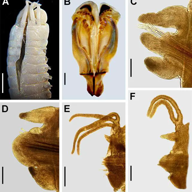 Marphysa-acicularum-Webster-1884-Syntype-USNM4793-A-Anterior-end-dorsal-view-B_Q640.jpg