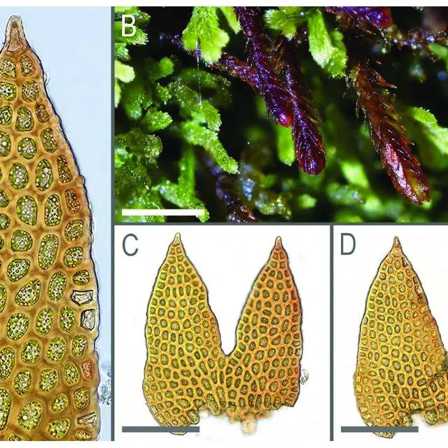 Marsupella-anastrophylloides-Bakalin-Vilnet-et-Maltseva-sp-nov-A-leaf-lobe-B_Q640.jpg