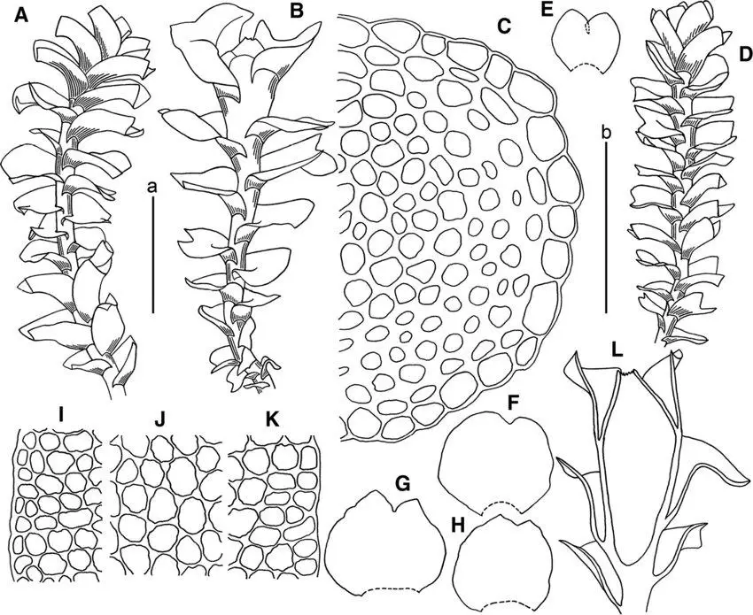 Marsupella-apertifolia-Steph-A-male-plant-B-female-plants-C-stem-cross-section.png