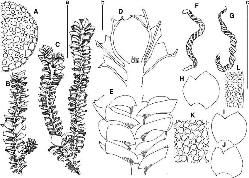 Marsupella-koreana-Bakalin-et-Fedosov-A-stem-crops-section-fragment-B-male-plant-habit.png