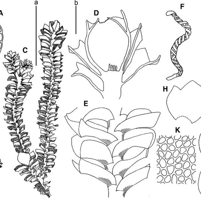 Marsupella-koreana-Bakalin-et-Fedosov-A-stem-crops-section-fragment-B-male-plant-habit_Q640.jpg