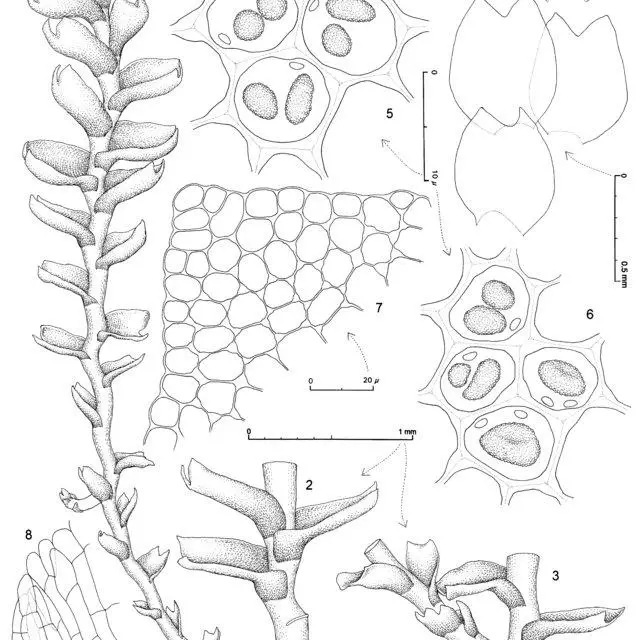 Marsupella-sparsifolia-subsp-childii-RMSchust-1-Leading-shoot-with-2-stoloniform_Q640.jpg