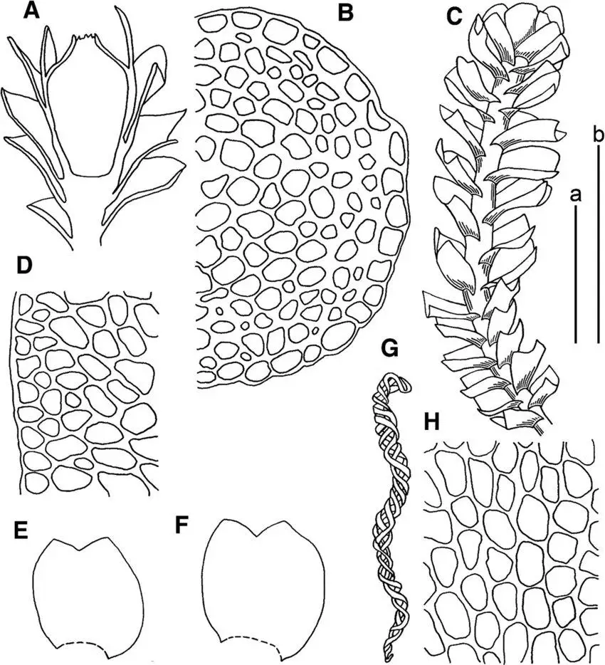 Marsupella-tubulosa-Steph-A-gynoecium-longitudinal-section-B-stem-cross-section.png