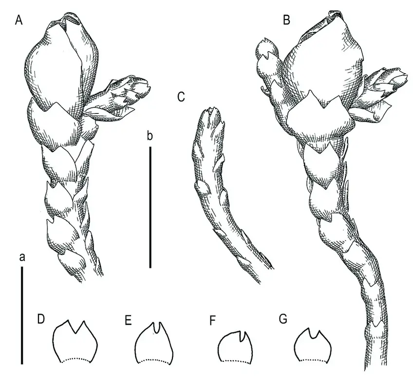 Marsupella-vermiformis-RM-Schust-Bakalin-et-Fedosov-A-perianthous-shoot.png