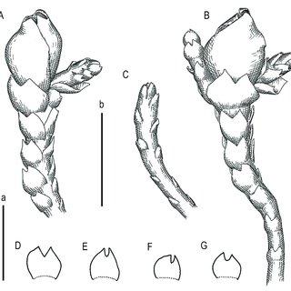 Marsupella-vermiformis-RM-Schust-Bakalin-et-Fedosov-A-perianthous-shoot_Q320.jpg