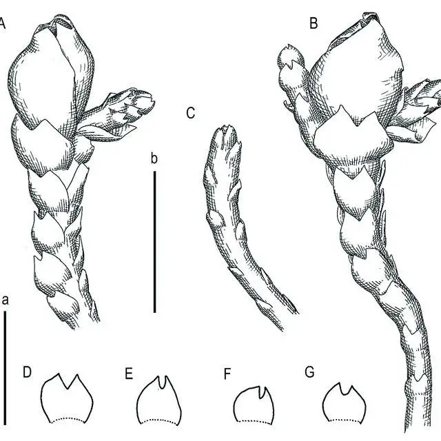 Marsupella-vermiformis-RM-Schust-Bakalin-et-Fedosov-A-perianthous-shoot_Q640.jpg