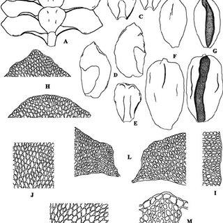 Mastigolejeunea-auriculata-var-auriculata-A-Portion-of-shoot-ventral-view-B_Q320.jpg