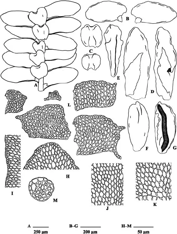 Mastigolejeunea-ligulata-A-Portion-of-shoot-ventral-view-B-Leaves-ventral-view-C.png