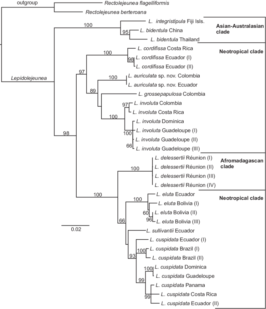 Maximum-likelihood-phylogeny-of-Lepidolejeunea-with-the-Afromadagascan-L-delessertii.png